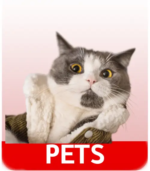 pets banner